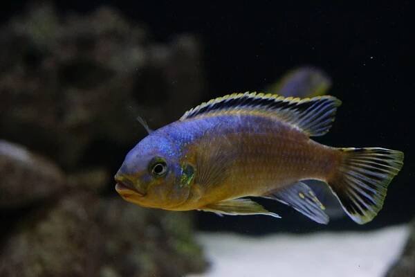 Petrotilapia genalutea | Malawi-cichlidy.cz.