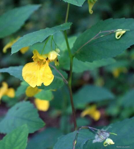 Atlas - fotogalerie: impatiens noli tangere; 1