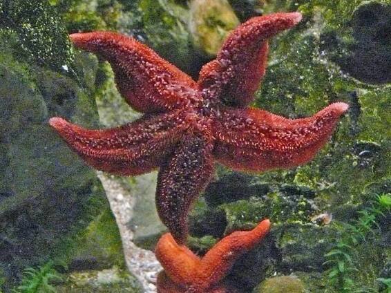 Stachelhäuter - Echinodermata – Zootier Lexikon
