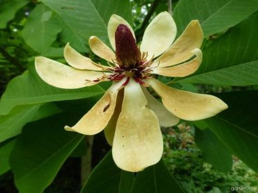 Magnolia obovata Thunb. (šácholan opakvejčitý)