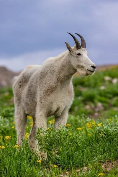 Bighorns, Moose, Deer - Hoofed Mammals — Jimmy Breitenstein - Wildlife and Nature Photography.