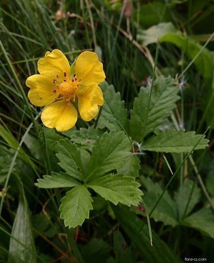 Mochna plazivá (Potentilla reptans)
