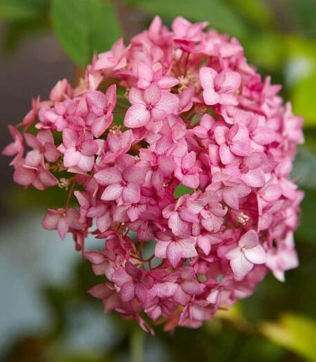 endless summer bella anna hydrangea blooms