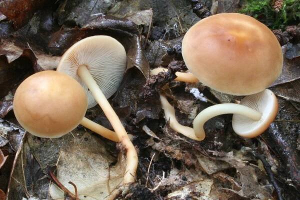 Gymnopus dryophilus - Wikipedia