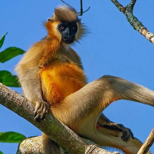 Blond Capped Langur - World For Nature