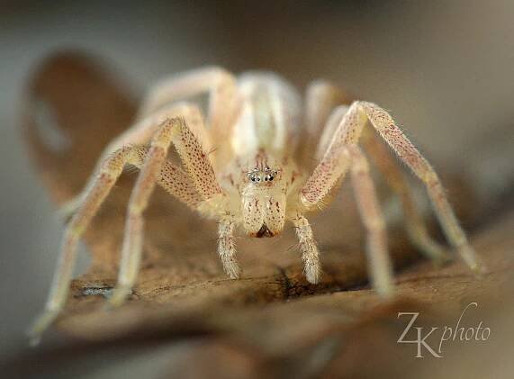 Maloočka smaragdová (Micrommata virescens)
