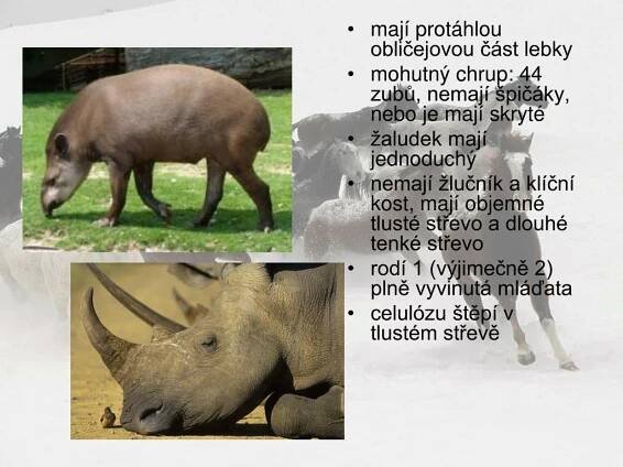 PPT - Lichokopytníci PowerPoint Presentation, free download - ID:5200396