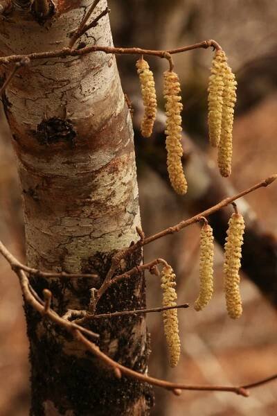 These catkins were all fully open, and are hanging beside the trunk of a birch tree.