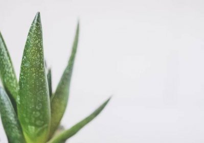 Jak používat aloe vera rostlinu k péči o pleť - Měníme Životy & Cukrovku Pohybem