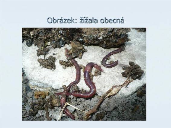 PPT - HLÍSTI, KROUŽKOVCI PowerPoint Presentation, free download - ID:5062153