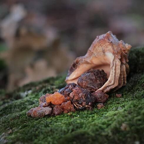 MYRHA, COMMIPHORA MYRRHA, živica