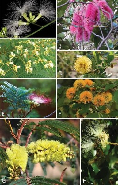 Advances in Legume Systematics 14. Classification of Caesalpinioideae. Part 2: Higher-level classification