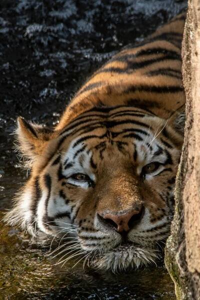 bezplatná Základová fotografie zdarma na téma akční póza, amur tygr, asijské divočiny Základová fotografie