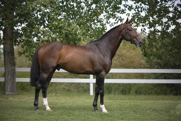 Hickstead - Stephex Stables