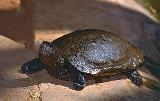 Tereka madagaskarská