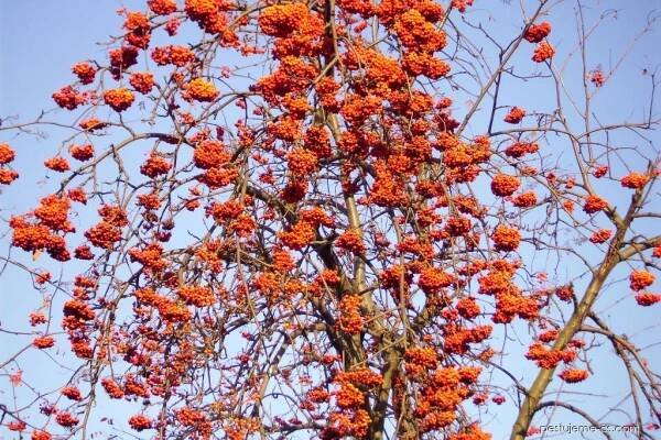Jeřáb sladkoplodý (Sorbus aucuparia subsp edulis)