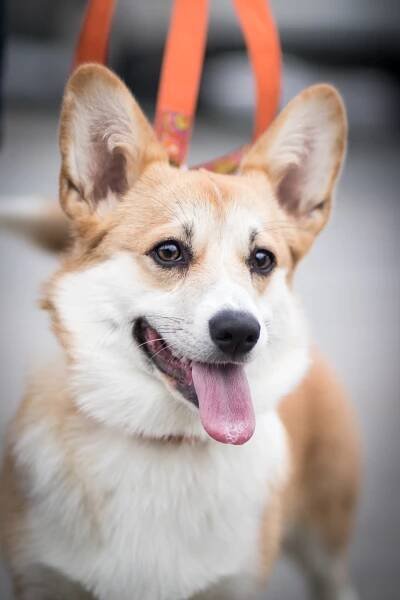 Patron plemene: WELSH CORGI PEMBROKE