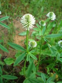 Jetel (Trifolium) je rozsáhlý rod rostlin z čeledi bobovit... - dofaq.co