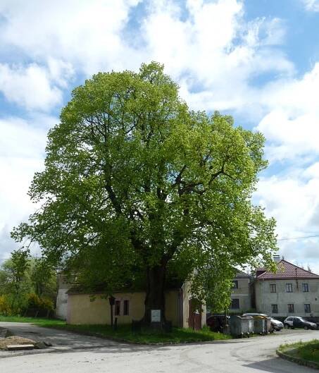 Soubor:Slavkov, Slavkovská lípa 01.jpg – Wikipedie