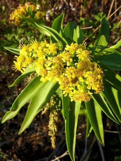 Seaside Goldenrod Solidago sempervirens.jpeg