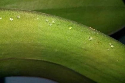Lepkavé kapky na listech orchidejí: příčiny a léčba