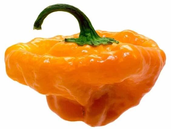 Scotch Bonnet