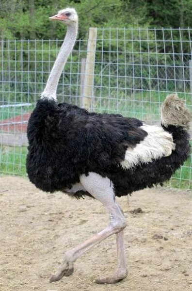 Surovec na Chrudimsku vlezl do ohrady a tyčí přerazil pštrosovi nohu