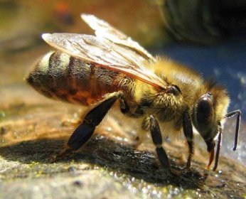 Včelí děloha: jak vypadá hlavní jedinec v úlu, rozmnožování, životní styl, zajímavosti