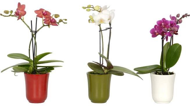 Orchidej Phalaenopsis Mini 2výhonková průměr květináče cca 6 cm nakoupit u OBI