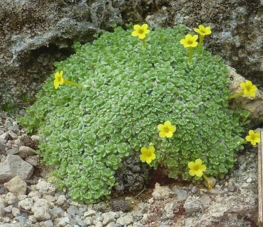 Dionýsie - Dionysia tapetodes