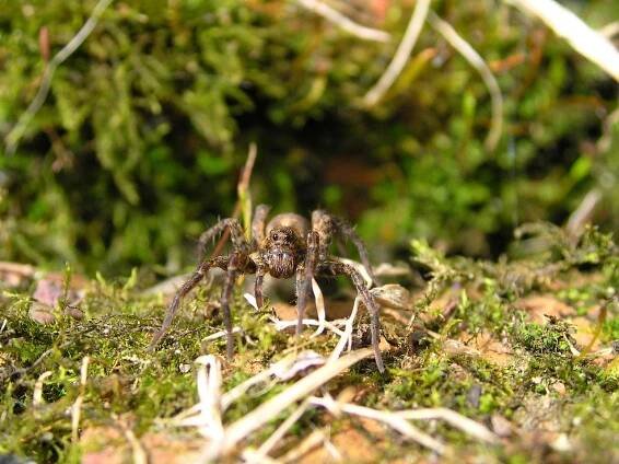 Tarantule, Sheffield, Anglie
