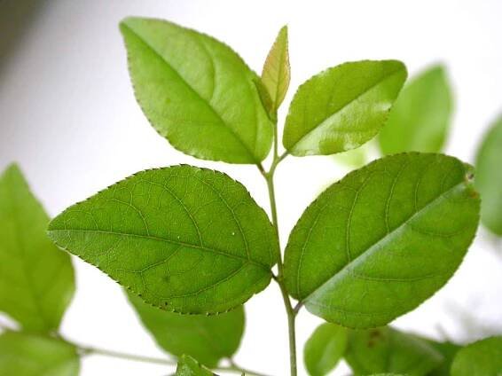 Sageretia