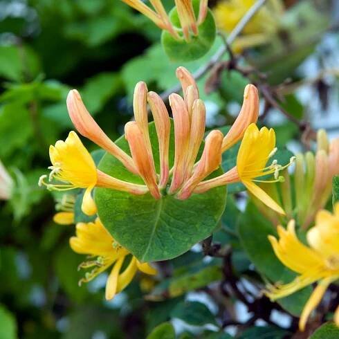 Honeysuckle: Lonicera and how to grow it | Gardens Illustrated