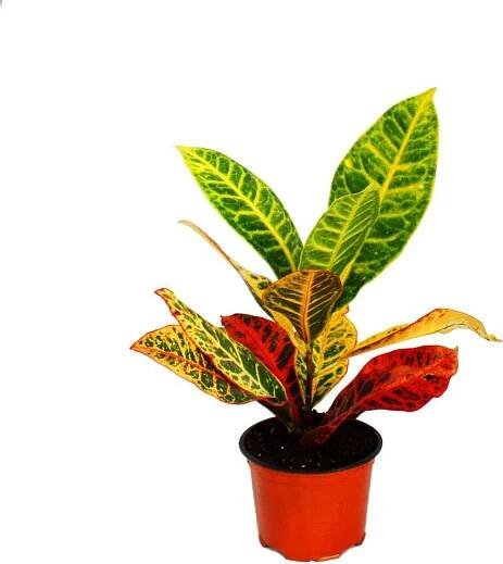 Exotické srdce - Zázracný ker - Codiaeum "Petra" - 1 rostlina - snadná péce - cistí