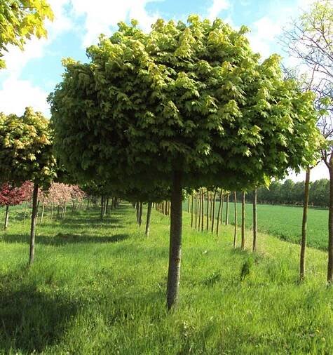 Acer Platanoides Globosum