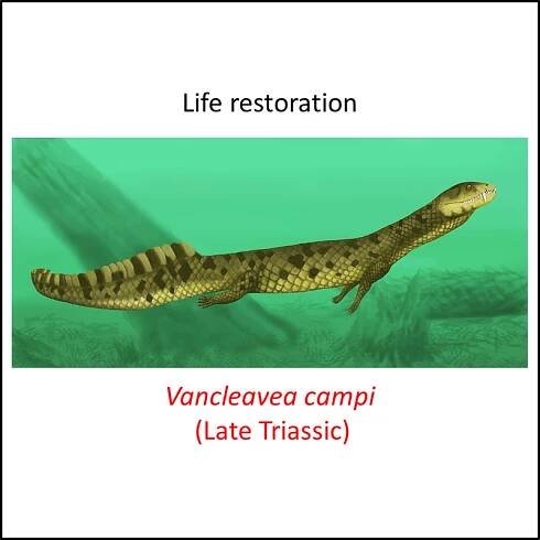 Archosauria stem group