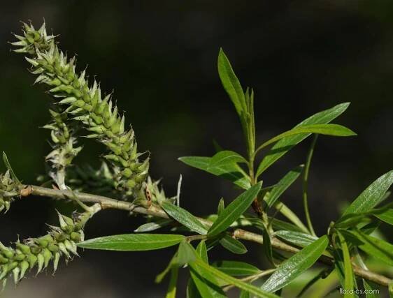 Vrba košíkářská (Salix viminalis)