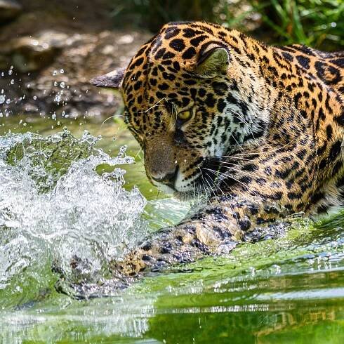Novinky zlínské zoo? Majestátní sloní býk, krásné tapíře a otevřela se zbrusu nová expozice Kerala | iportaL24.cz
