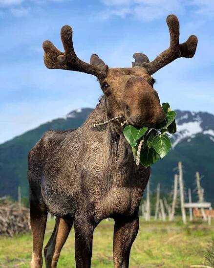 AWCC Moose Encounter with Arnold the Moose