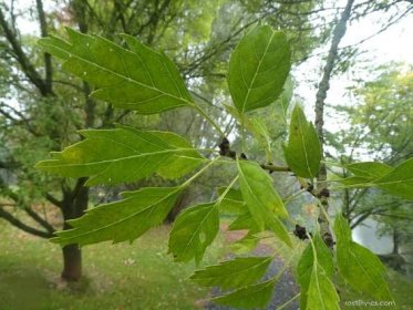 Jasan ztepilý Diversifolia - větévka s listy (Fraxinus excelsior)
