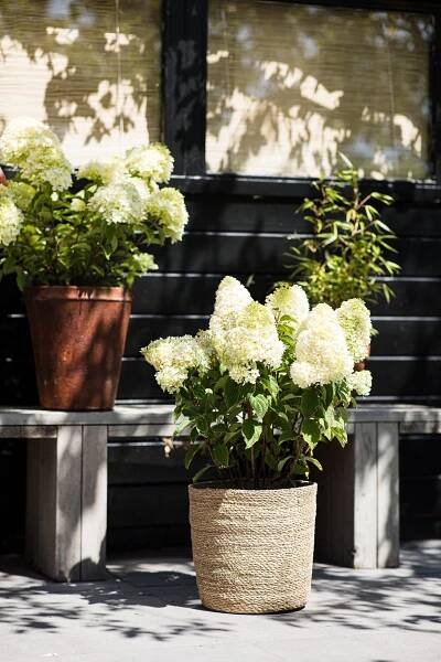 Hydrangea paniculata Living Sugar Rush EU-S – Helmers Baumschulen