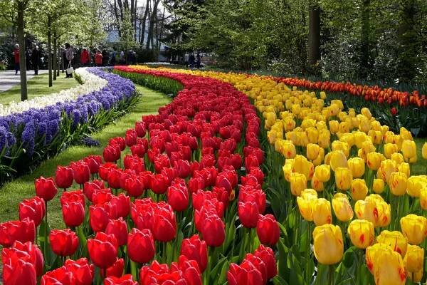 Tours to Keukenhof from Amsterdam, The Hague and Rotterdam