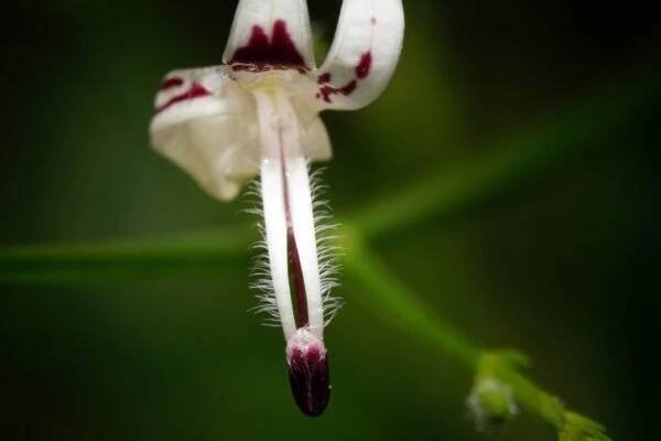Měkýn latnatý (Andrographis paniculata)
