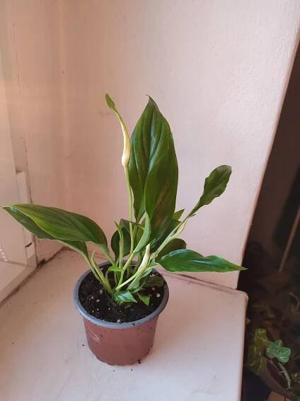Lopatkovec / Spathiphyllum / Toulcovka #1