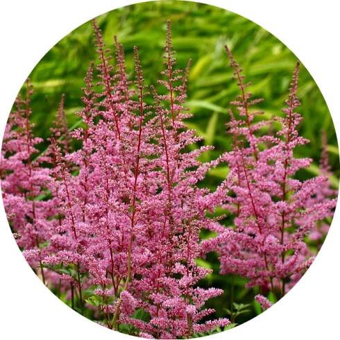 Čechrava Arendsova - Astilbe arendsii 'Cattleya'