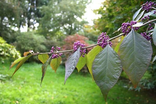 Callicarpa