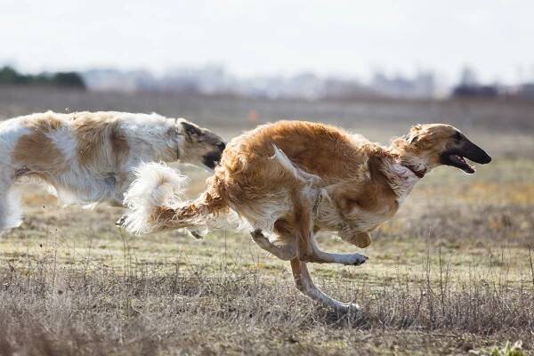coursing. závod russkaya psovaya borzaya - barzoj - stock snímky, obrázky a fotky
