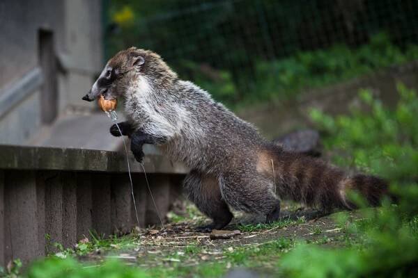 Pomlázky udělaly radost lemurům, slůňatům i gorilám