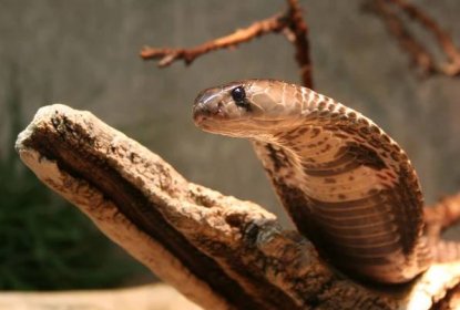Nejjedovatější hadi světa aneb která zvířátka nechovat doma