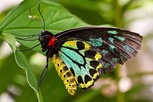 cairns ptačí motýl na listu - ornithoptera euphorion - stock snímky, obrázky a fotky